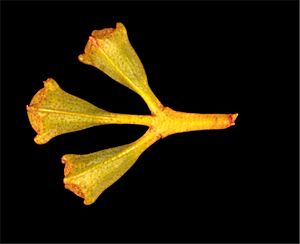 Eucalyptus gittinsii buds
