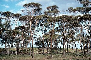 Eucalyptus kondininensis.jpg