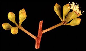 Eucalyptus lateritica buds