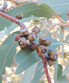 Eucalyptus nortonii fruit