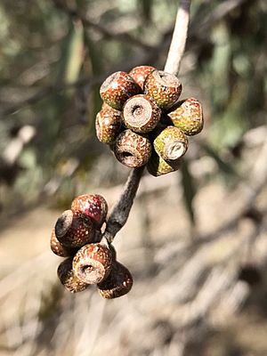 Eucalyptus stellulata fruit
