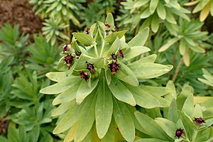 Euphorbia glauca kz4