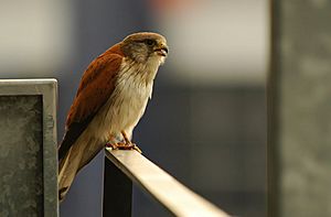 Falco cenchroides Flickr.jpg