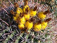 Ferocactus wislizeni (Fishhook Barrel Cactus) fruit