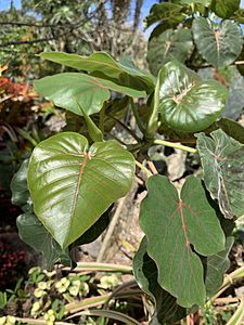 Ficus petiolaris 01