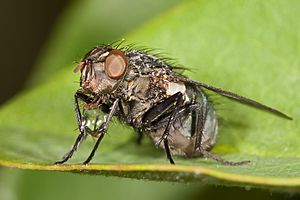 Flesh fly concentrating food