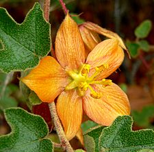 Fremontodendron californicum ssp decumbens 3