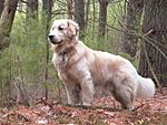 "A golden fluffy colored medium-size dog faces left in a woodland setting."
