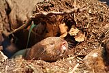 Ansell's mole-rat (Fukomys anselli)