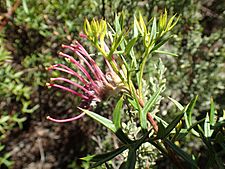 Grevillea acanthifolia subsp. stenomera leaves and flowers
