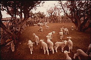 HERD OF SHEEP - NARA - 544384