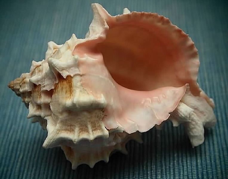 Hexaplex erythrostomus (2013-Veronidae) 000