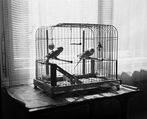 Interior, bird cage, parrot Fortepan 908