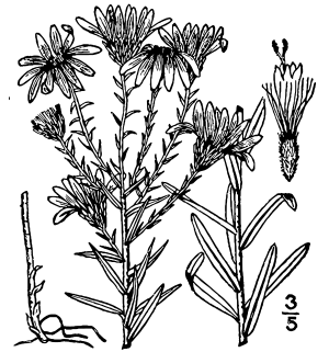 Ionactis linariifolia illustration