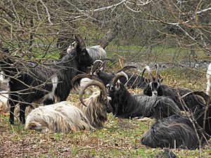 Irish goats around Glendalough - Ireland - panoramio.jpg