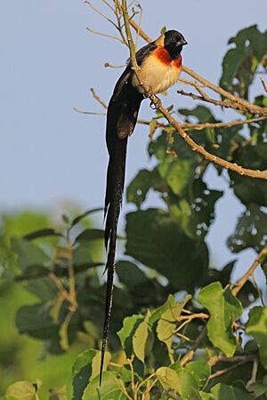 Long-tailed paradise-whydah (Vidua paradisaea) male.jpg