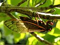 Magicicada septendecim-female ovipositing