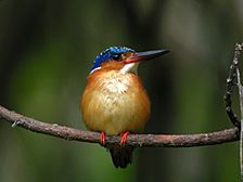 A small bird with a long beak, yellow chest, and dark wings and head sits perched on a branch.