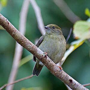 Manacus manacus -Registro, Sao Paulo, Brazil -female-8.jpg