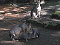 Mara Family