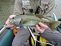 Micropterus Coosae from Tallapoosa River