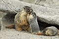Mother Yellow-bellied Marmot and pup kissing