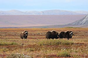 Muskox and Geese