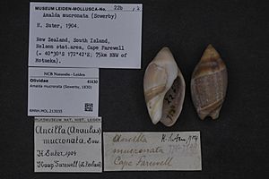Naturalis Biodiversity Center - RMNH.MOL.213035 - Amalda mucronata (Sowerby, 1830) - Olividae - Mollusc shell.jpeg