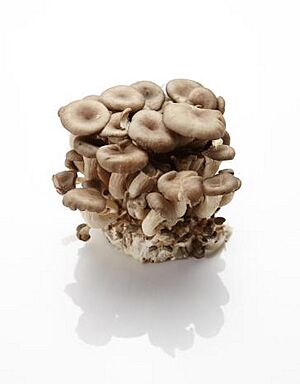 Oyster mushroom Facts for Kids