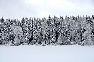 New snow, Swabian Alps (2019)