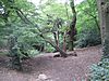Oak Hill Wood in East Barnet