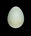 Oenanthe deserti homochroa MHNT 223 Messaad Algerie