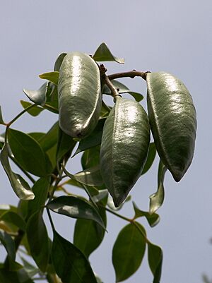 P. jasminoides-frutos-1
