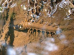 Parachauliodes japonicus 01 larva
