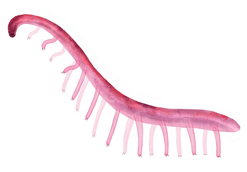 Paucipodia