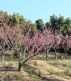 Peach Trees in Bloom, Fairmont Dr., Redlands, CA 3-2012 (6979590833)