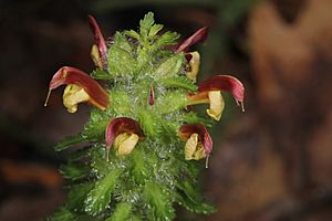 Pedicularis canadensis bicolored