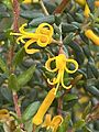 Persoonia mollis 01