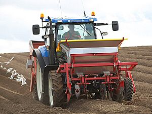 Planting Potatoes