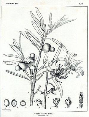 Podocarpus elatus00.jpg