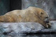 Polar Bear at the Toledo Zoo.jpg