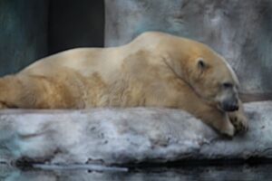 Polar Bear at the Toledo Zoo