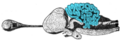 Porbeagle shark brain