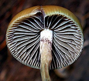 Psilocybe aztecorum 106711