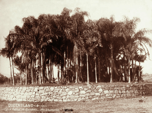 Queensland State Archives 5120 Palms in Gardens Rockhampton c 1897