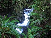 Quinault Small Waterfall
