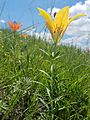 Rare Yellow Wood Lily (30603573588)
