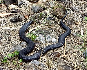 Red-Bellied Black Snake in Kowmung River NSW 99kb