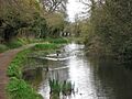 Reed Beds in the Wendover Arm Canal