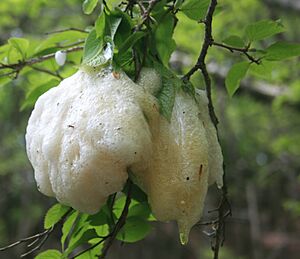 Rhacophorus arboreus Eggｓ in Mount Ryu 2011-09-29